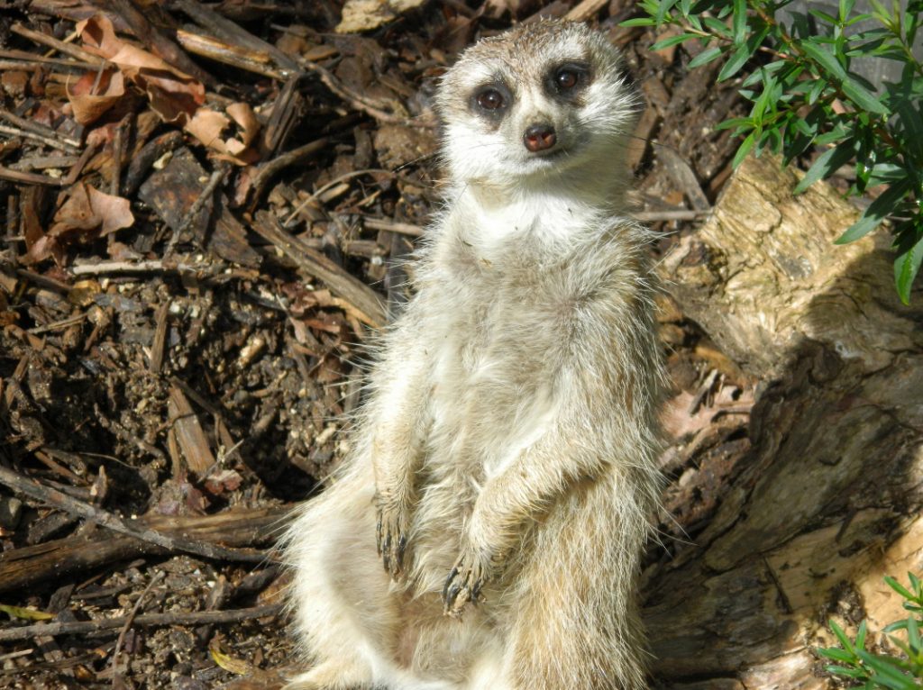 Meerkat