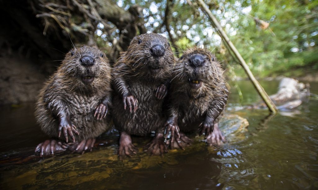 beavers