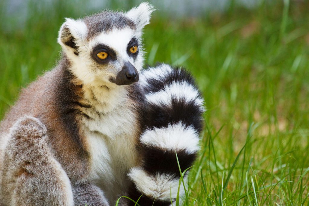 ring-tailed-lemur