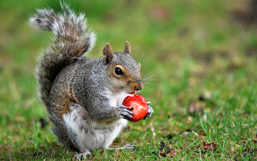 Squirrel eating a strawberry