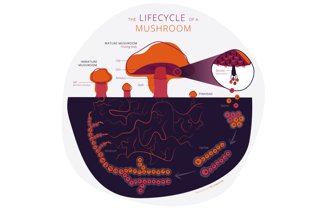 The lifecycle of a mushroom