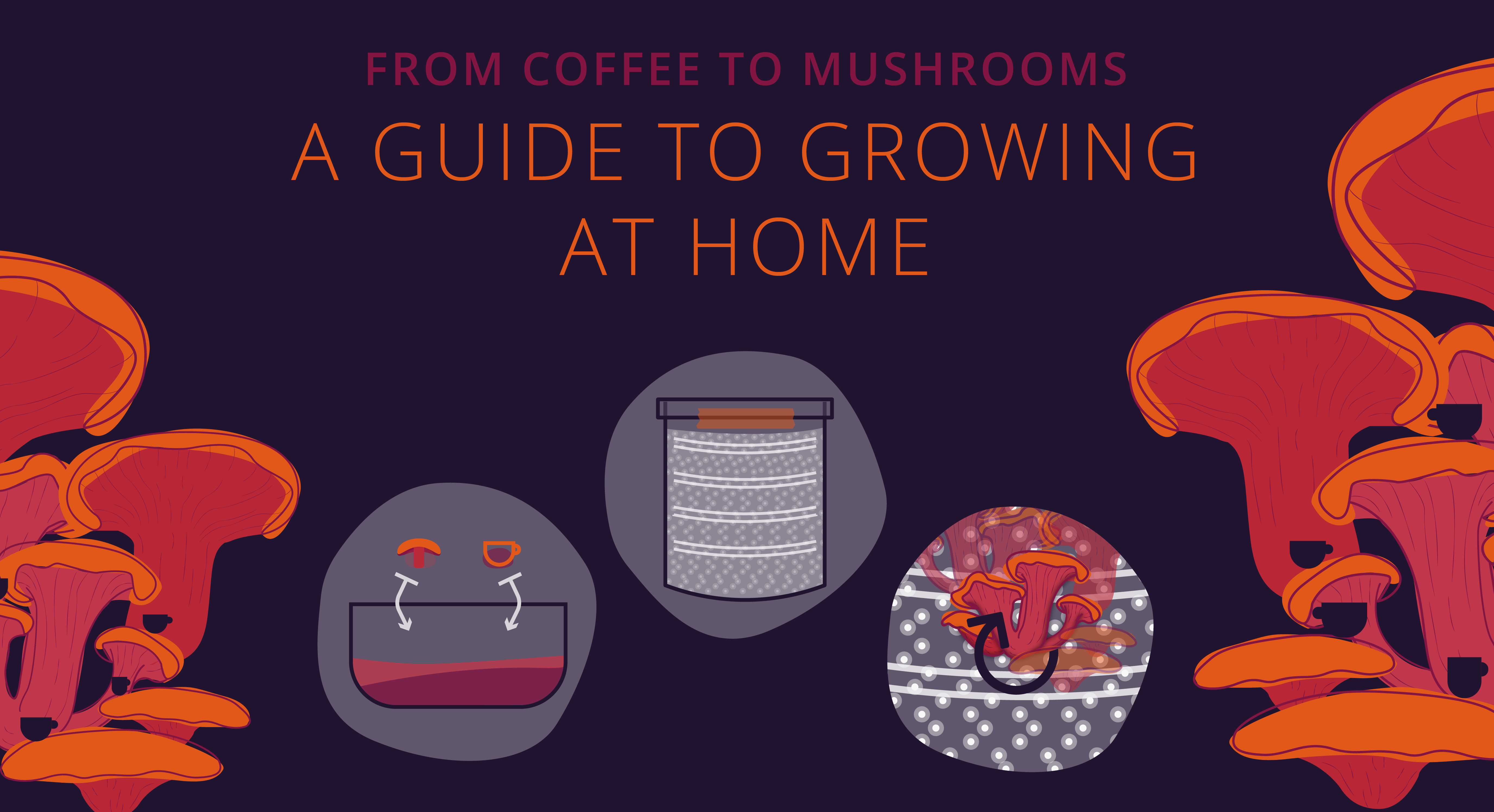A guide to growing oyster mushrooms TDLCreative