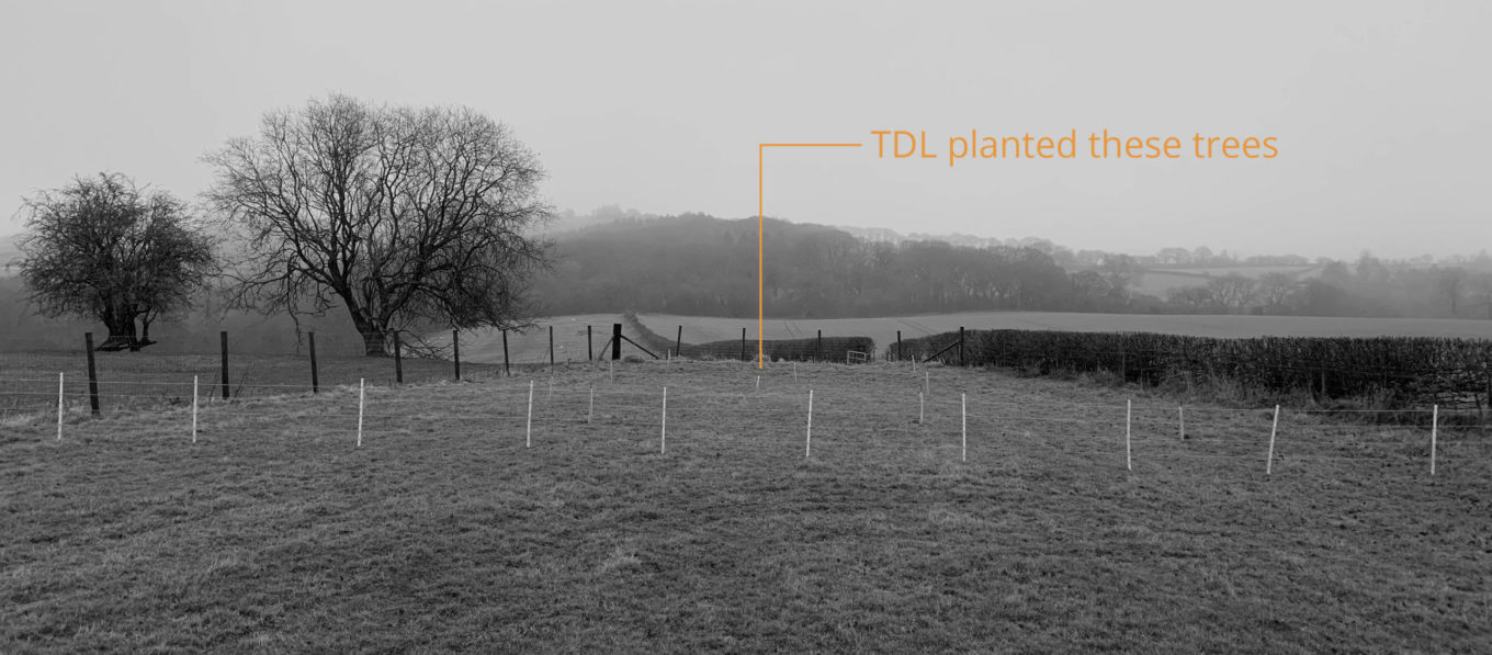 TDL creative tree planting