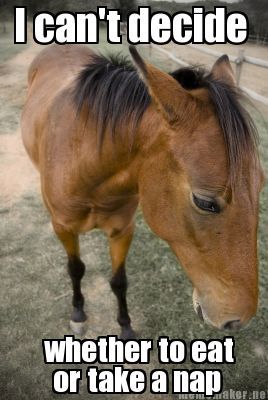 Picture of a sleepy horse that says "I can't decide whether to eat or take a nap"